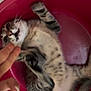 cat, kitten, tabby, pet, animal, feline, playful, blurry, close_up, hand, container, red, fur, whiskers, indoor, candid, young, expressive, surprised, domestic