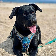 Nami participe au concours pour gagner de l'argent avec cette photo : dog, black_dog, harness, sand, beach, tongue_out, pet, animal, outdoor, sunny, leash, canine, closeup, lying_down, playful, summer, nature, mammal, happy, friendly