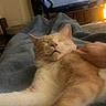 Max is registered to the contest to win money with this photo: cat, orange_cat, white_cat, sleeping, relaxed, blanket, blue_blanket, hand, indoor, television, furniture, living_room, cozy, pet, animal, domestic_cat, resting, home, comfort, soft