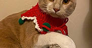 Max is registered to the contest to win money with this photo: animal, cat, claws, close_up, cozy, curious, ears, face, feline, green_pom_poms, indoor, knitted_collar, orange_cat, pet, red_collar, resting, texture, wall, whiskers, white_paws