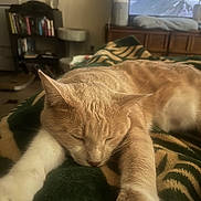 Max joined the competition — help win amazing prizes! cat, sleeping, orange_cat, white_paws, blanket, indoor, furniture, bookshelf, cat_tree, television, mountain_view, relaxing, cozy, pet, home, resting, closeup, fur, mammal, domestic_animal
