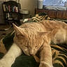 cat, sleeping, orange_cat, white_paws, blanket, indoor, furniture, bookshelf, cat_tree, television, mountain_view, relaxing, cozy, pet, home, resting, closeup, fur, mammal, domestic_animal