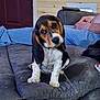 basset_hound, puppy, dog, pet, couch, cushion, indoor, wood_paneling, person, casual_clothing, relaxing, head_tilt, ears, brown, black, white, floor, comfort, domestic, animal
