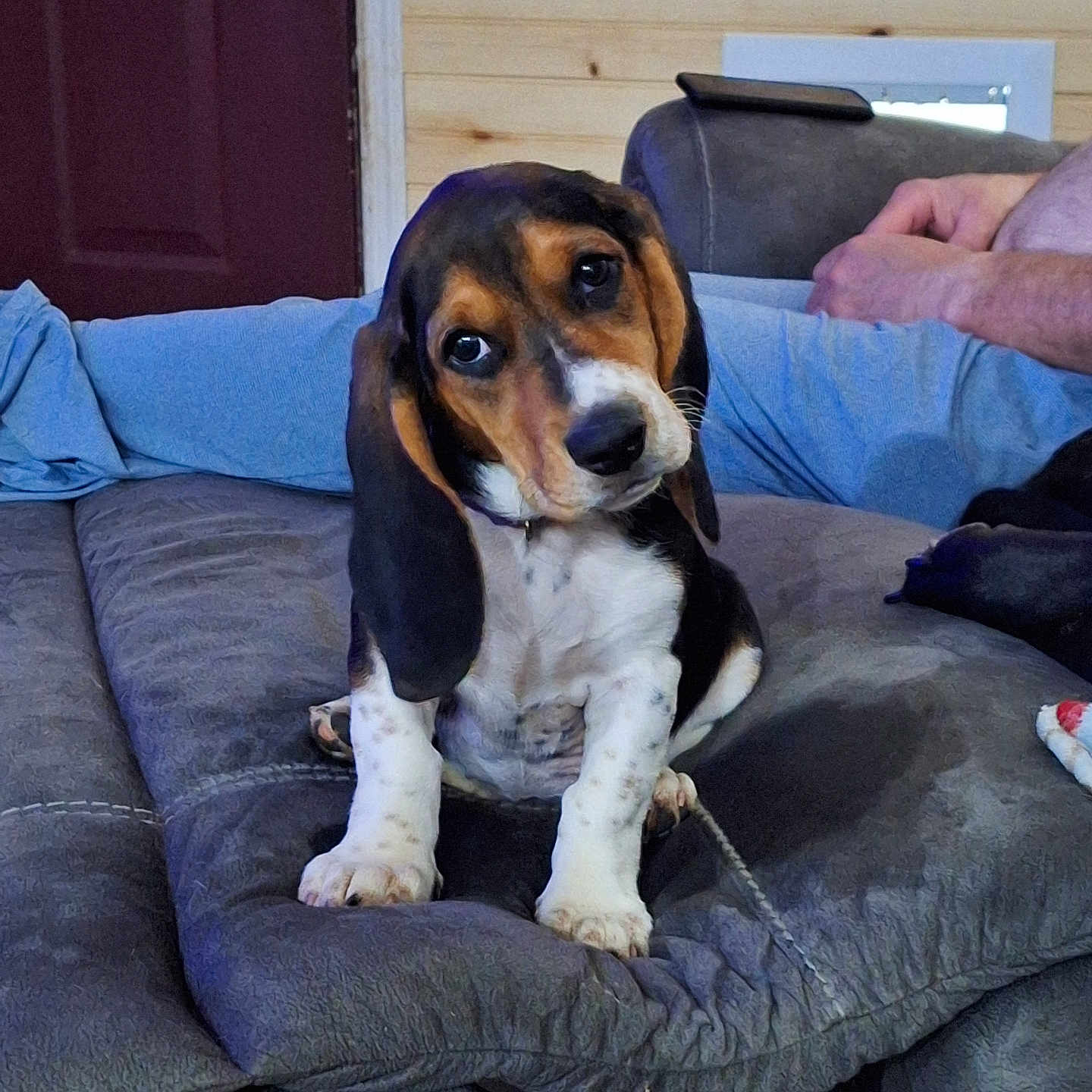Bella is registered to the contest to win money with this photo: animal, basset_hound, black, brown, casual_clothing, comfort, couch, cushion, dog, domestic, ears, floor, head_tilt, indoor, person, pet, puppy, relaxing, white, wood_paneling