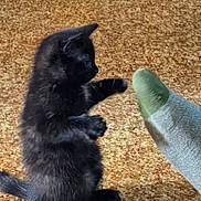 Stella is registered to the contest to win money with this photo: black_kitten, cat, kitten, carpet, paw, playing, foot, sock, indoor, pet, feline, fur, young_cat, cute, animal, small, side_view, domestic_cat, interaction, texture