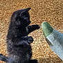 black_kitten, cat, kitten, carpet, paw, playing, foot, sock, indoor, pet, feline, fur, young_cat, cute, animal, small, side_view, domestic_cat, interaction, texture