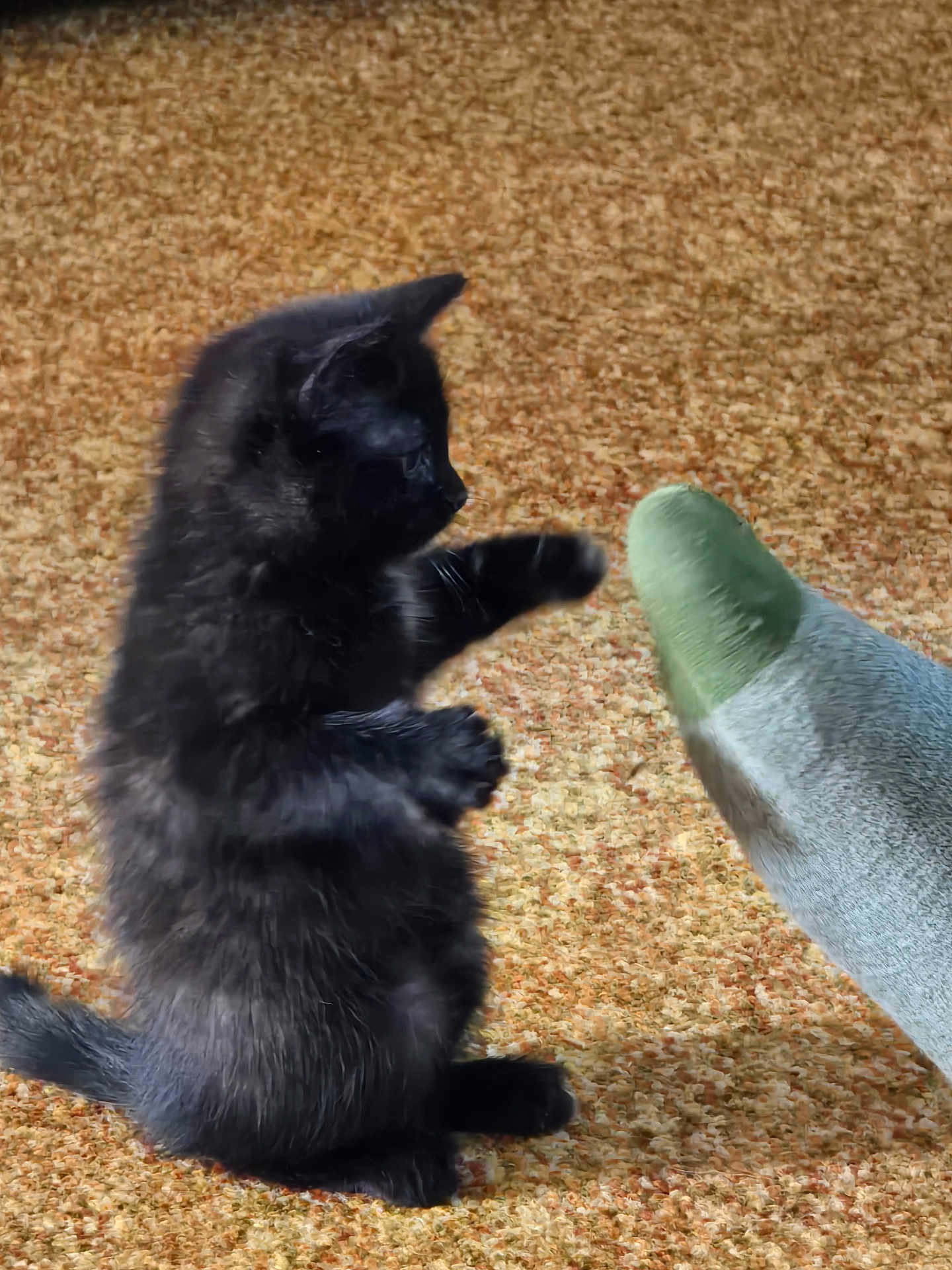 Stella is registered to the contest to win money with this photo: black_kitten, cat, kitten, carpet, paw, playing, foot, sock, indoor, pet, feline, fur, young_cat, cute, animal, small, side_view, domestic_cat, interaction, texture