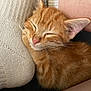 George joined the competition — help win amazing prizes! cat, kitten, sleeping, orange_tabby, pet, cozy, foot, sock, leg, furry, cute, resting, closeup, indoor, soft, whiskers, pink_nose, relaxed, nap, companion