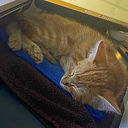 George joined the competition — help win amazing prizes! cat, orange_tabby, sleeping, towel, blanket, computer_monitor, desk, indoor, pet, feline, resting, cozy, workstation, technology, screen, data, office, closeup, fur, paw