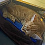 cat, orange_tabby, sleeping, towel, blanket, computer_monitor, desk, indoor, pet, feline, resting, cozy, workstation, technology, screen, data, office, closeup, fur, paw