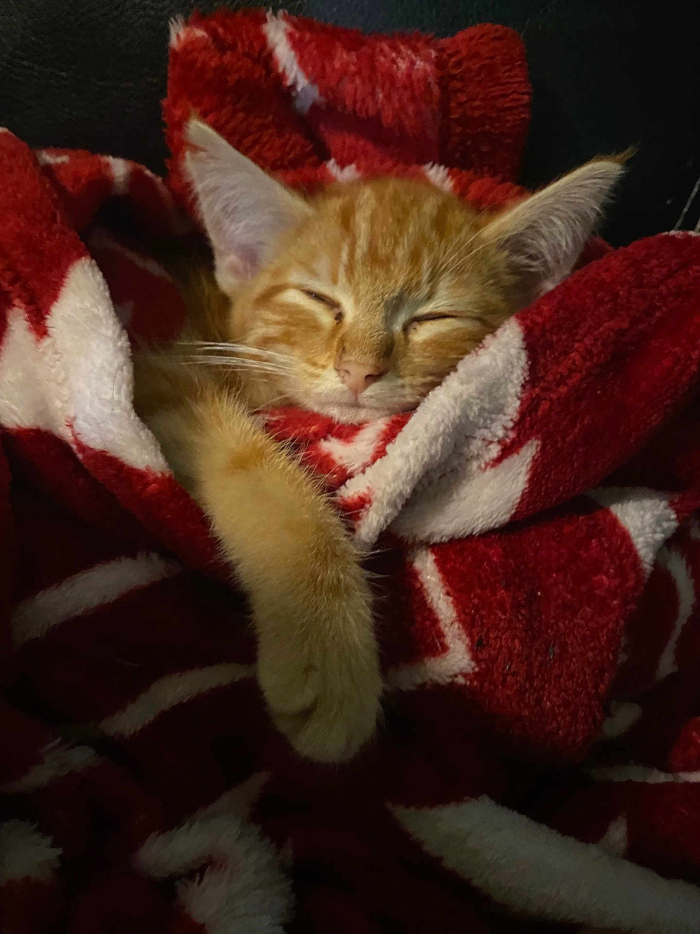 George joined the competition — help win amazing prizes! cat, kitten, sleeping, orange_tabby, blanket, cozy, fur, paw, snuggled, resting, cute, pet, domestic_cat, animal, soft, indoors, comfort, relaxed, warm, nap