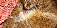 George joined the competition — help win amazing prizes! kitten, cat, sleeping, curled_up, ginger, orange, fur, pet, animal, cute, cozy, blanket, soft, resting, domestic_cat, feline, young, nap, warm, comfort