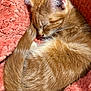 kitten, cat, sleeping, curled_up, ginger, orange, fur, pet, animal, cute, cozy, blanket, soft, resting, domestic_cat, feline, young, nap, warm, comfort