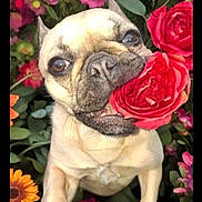 Stormy joined the competition — help win amazing prizes! anemone, animal, bulldog, canine, carnation, daisy, dog, flower, flowerarrangement, flowerbouquet, frenchbulldog, geranium, leaf, pet, petal, plant, pottedplant, pug, puppy, rose