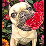 anemone, animal, bulldog, canine, carnation, daisy, dog, flower, flowerarrangement, flowerbouquet, frenchbulldog, geranium, leaf, pet, petal, plant, pottedplant, pug, puppy, rose