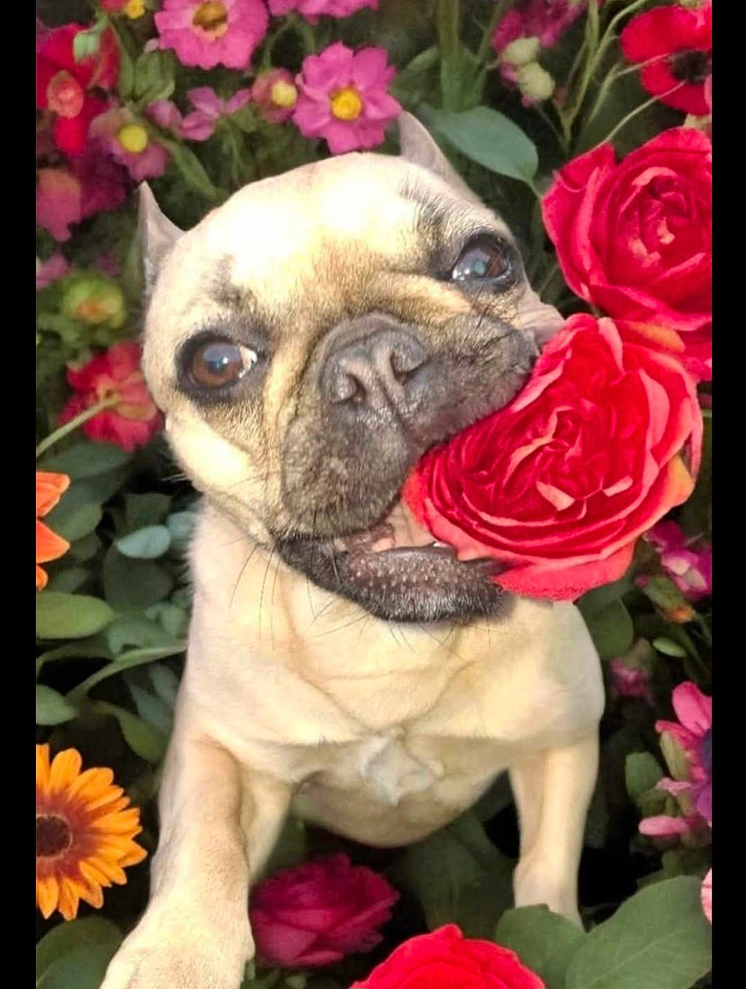 Stormy joined the competition — help win amazing prizes! anemone, animal, bulldog, canine, carnation, daisy, dog, flower, flowerarrangement, flowerbouquet, frenchbulldog, geranium, leaf, pet, petal, plant, pottedplant, pug, puppy, rose
