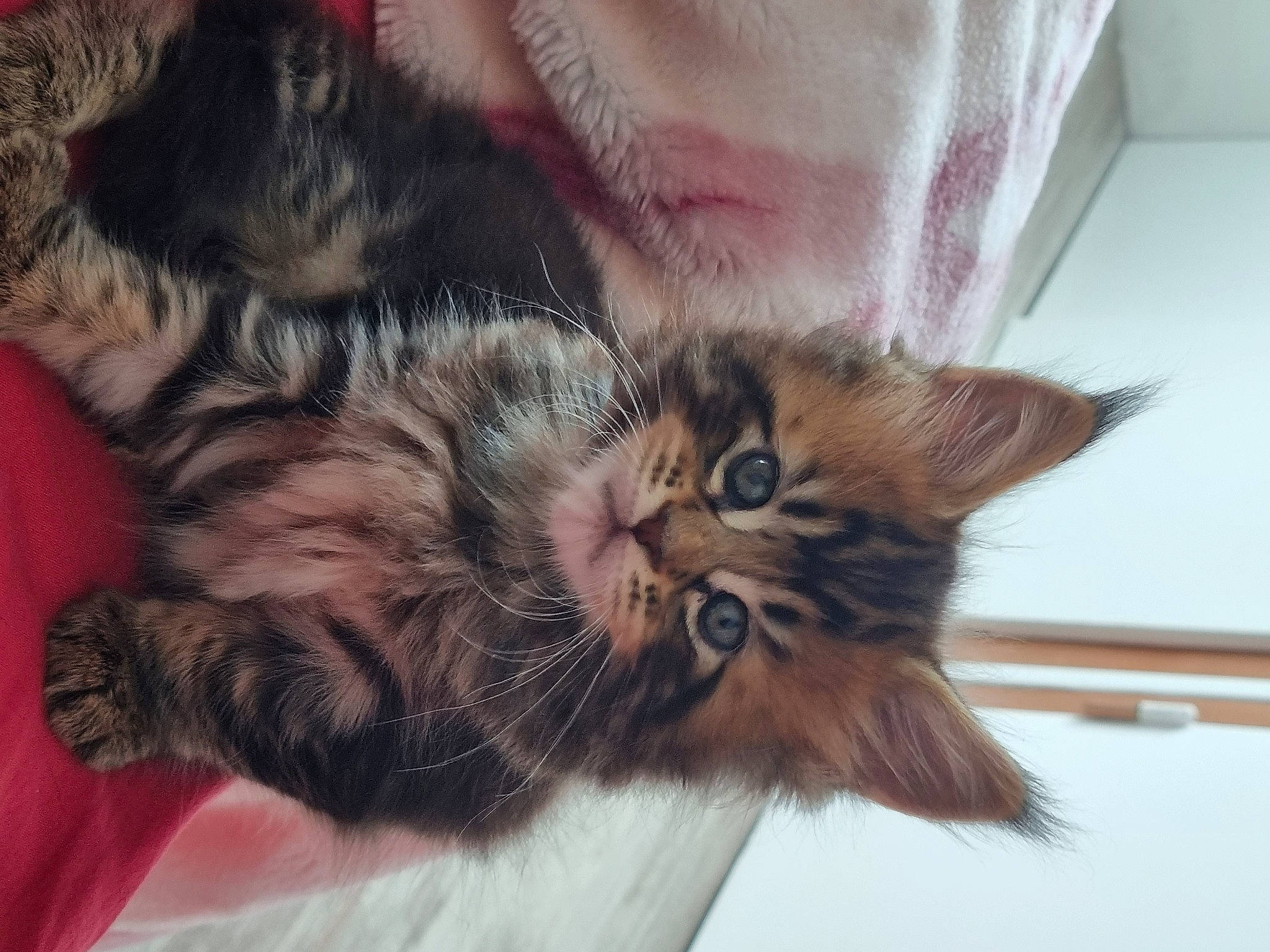 Ulalia a rejoint le concours — aidez-le/la à gagner de superbes lots ! carnivore, cat, claw, comfort, domestic_short_haired_cat, ear, felidae, fur, maine_coon, nap, paw, small_to_medium_sized_cats, snout, tail, terrestrial_animal, whiskers