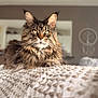 cat, maine_coon, feline, pet, animal, fur, whiskers, ears, eyes, indoor, blanket, texture, soft, home, relaxing, portrait, close_up, focused, mammal, cute