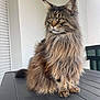 Simba participe au concours pour gagner de l'argent avec cette photo : cat, maine_coon, fluffy, feline, pet, animal, sitting, table, fur, whiskers, ears, outdoor, portrait, looking_away, domestic_cat, long_hair, tabby, calm, house_pet, closeup