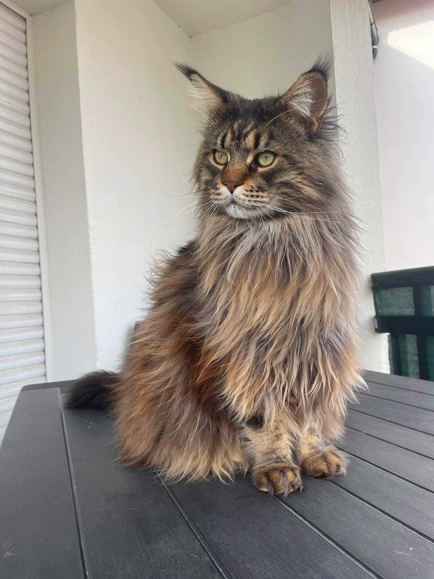 Simba participe au concours pour gagner de l'argent avec cette photo : cat, maine_coon, fluffy, feline, pet, animal, sitting, table, fur, whiskers, ears, outdoor, portrait, looking_away, domestic_cat, long_hair, tabby, calm, house_pet, closeup