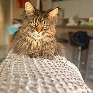 Simba a rejoint le concours — aidez-le/la à gagner de superbes lots ! cat, fluffy, indoor, blanket, texture, closeup, pet, feline, fur, whiskers, relaxed, animal, yellow_eyes, tongue_out, home, cozy, soft_light, portrait, mischievous, focused