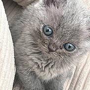 Louna participe au concours pour gagner de l'argent avec cette photo : kitten, gray, blue_eyes, fluffy, cute, pet, animal, feline, young, soft, cozy, blanket, whiskers, small, domestic_cat, fur, indoors, closeup, adorable, resting