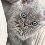 kitten, gray, blue_eyes, fluffy, cute, pet, animal, feline, young, soft, cozy, blanket, whiskers, small, domestic_cat, fur, indoors, closeup, adorable, resting