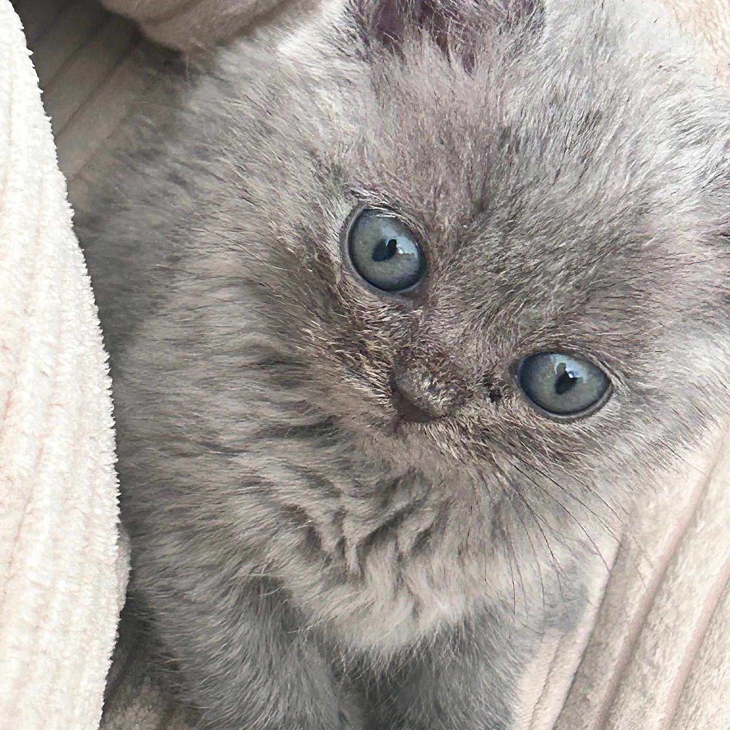 Louna participe au concours pour gagner de l'argent avec cette photo : adorable, animal, blanket, blue_eyes, closeup, cozy, cute, domestic_cat, feline, fluffy, fur, gray, indoors, kitten, pet, resting, small, soft, whiskers, young