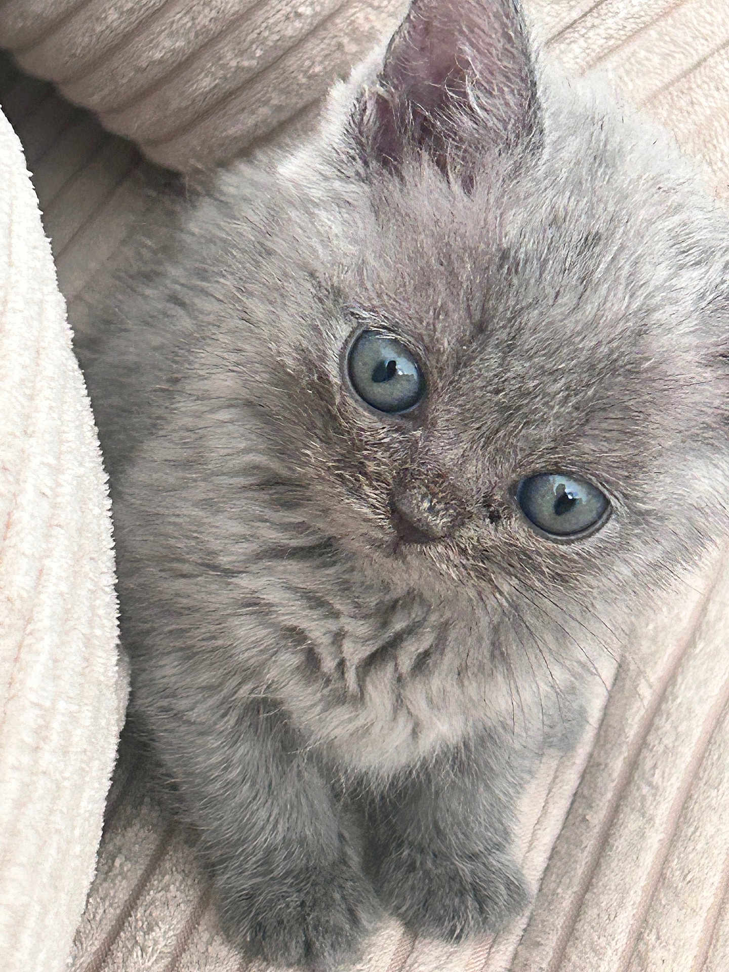 Louna participe au concours pour gagner de l'argent avec cette photo : kitten, gray, blue_eyes, fluffy, cute, pet, animal, feline, young, soft, cozy, blanket, whiskers, small, domestic_cat, fur, indoors, closeup, adorable, resting