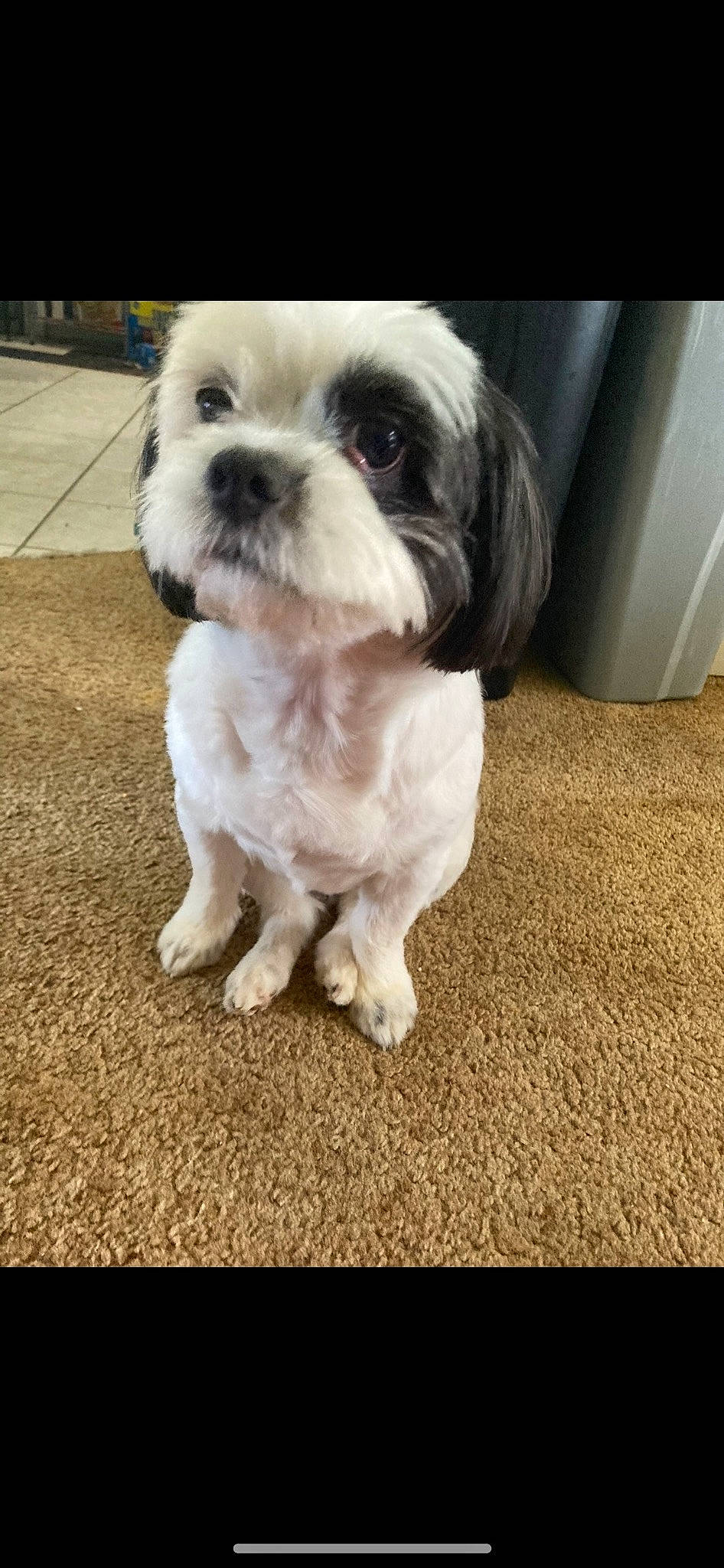 Lily joined the competition — help win amazing prizes! canidae, carnivore, companion_dog, dog, dog_breed, flooring, fur, liver, mal_shi, maltepoo, non_sporting_group, poodle_crossbreed, shih_poo, shih_tzu, small_terrier, sporting_group, terrestrial_animal, terrier, toy_dog, working_animal