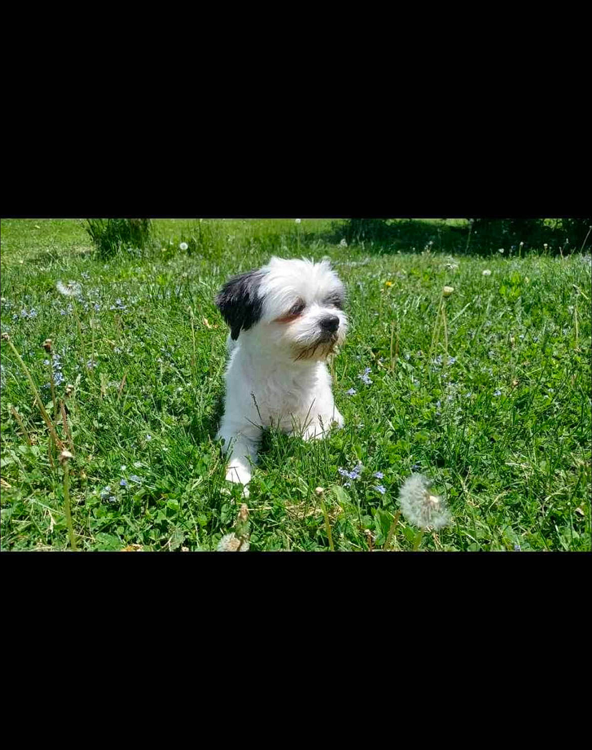 Lily is registered to the contest to win money with this photo: artificial_turf, bichon, canidae, carnivore, companion_dog, dog, dog_breed, grass, grassland, groundcover, lawn, non_sporting_group, plant, rectangle, shrub, small_terrier, sporting_group, tail, terrier, toy_dog