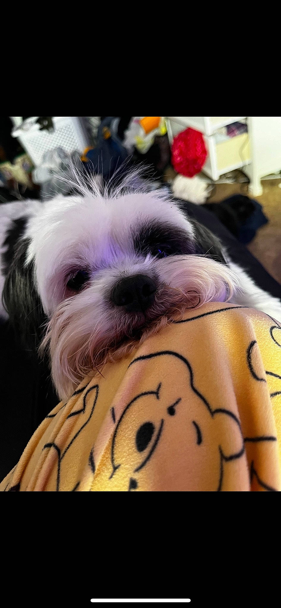 Lily joined the competition — help win amazing prizes! camera, canidae, carnivore, collar, companion_dog, dog, dog_breed, fawn, fur, non_sporting_group, pattern, puppy_love, small_terrier, snout, sporting_group, temporary_tattoo, toy_dog, working_animal