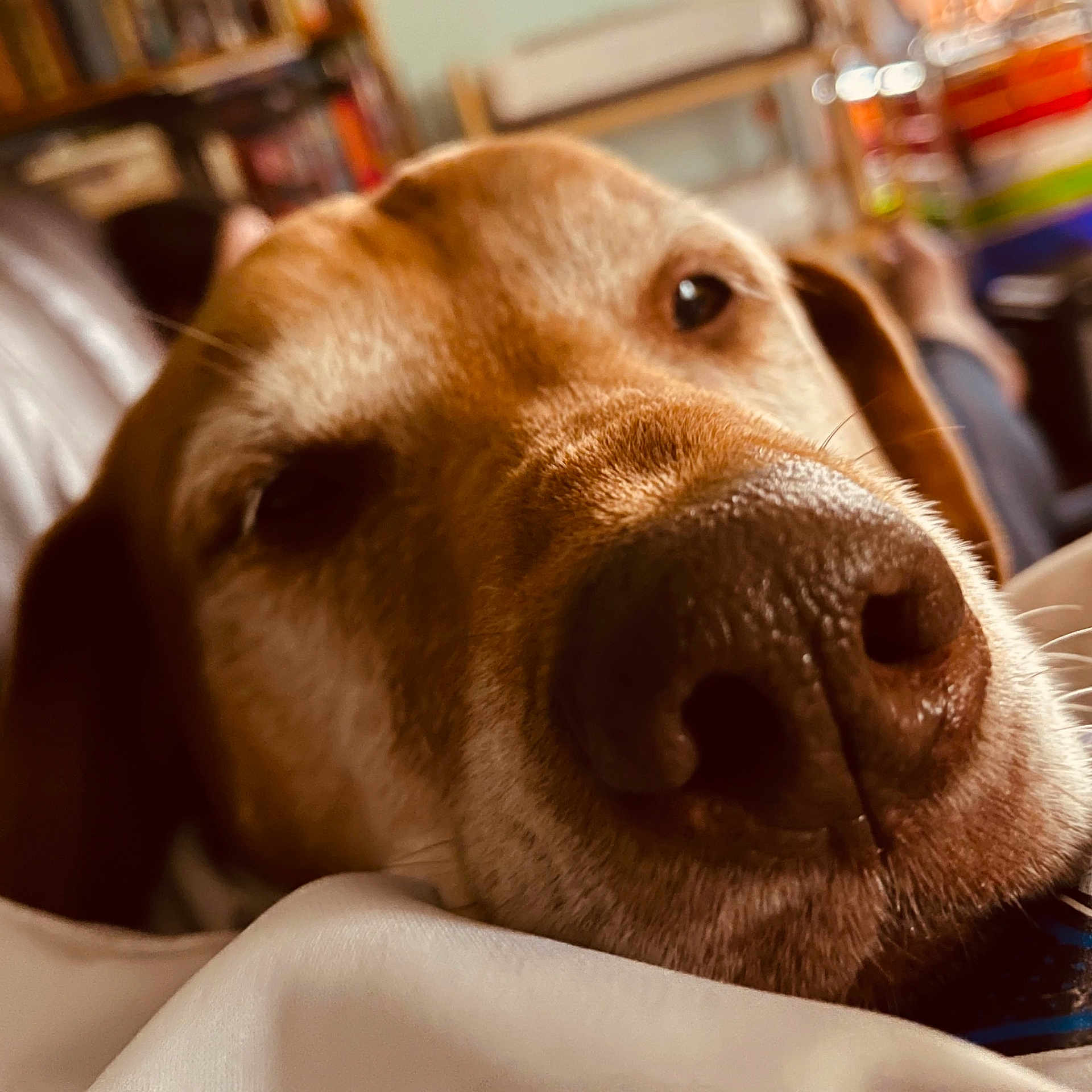 Cooper