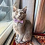 cat, gray_cat, bow_tie, pet, indoor, window, rug, patterned_rug, curious, feline, fluffy, golden_eyes, sitting, looking, close_up, domestic_animal, cute, whiskers, collar, natural_light