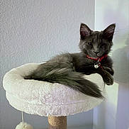 Steve Riley is registered to the contest to win money with this photo: cat, gray_cat, fluffy, pet, animal, cat_perch, red_collar, bell, indoor, feline, relaxed, resting, soft, white, pom_pom, toy, home, wall, furniture, cute