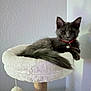 cat, gray_cat, fluffy, pet, animal, cat_perch, red_collar, bell, indoor, feline, relaxed, resting, soft, white, pom_pom, toy, home, wall, furniture, cute