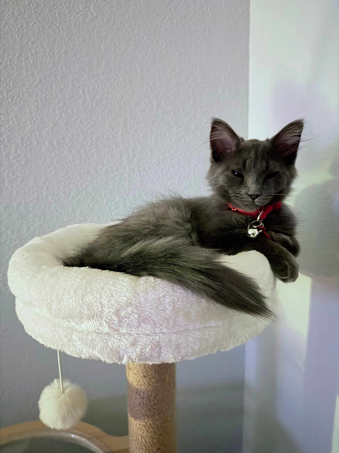 Steve Riley is registered to the contest to win money with this photo: cat, gray_cat, fluffy, pet, animal, cat_perch, red_collar, bell, indoor, feline, relaxed, resting, soft, white, pom_pom, toy, home, wall, furniture, cute
