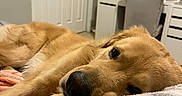 Max is registered to the contest to win money with this photo: dog, golden_retriever, pet, sleeping, resting, lying_down, bed, blanket, bedroom, indoor, cozy, fur, golden_fur, close_up, portrait, snout, nose, eyes, relaxed, home_decor
