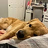 dog, golden_retriever, pet, sleeping, resting, lying_down, bed, blanket, bedroom, indoor, cozy, fur, golden_fur, close_up, portrait, snout, nose, eyes, relaxed, home_decor