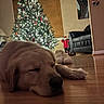 Max joined the competition — help win amazing prizes! dog, golden_retriever, sleeping, resting, indoors, christmas, christmas_tree, holiday, lights, ornaments, stockings, santa, teddy_bear, hardwood_floor, living_room, couch, cozy, festive, fluffy, pet