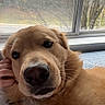 Max is registered to the contest to win money with this photo: dog, golden_retriever, puppy, golden_fur, close_up, portrait, brown_eyes, black_nose, floppy_ears, whiskers, lying_down, indoors, window, autumn, trees, residential_neighborhood, cuddly, cute, pet, natural_light