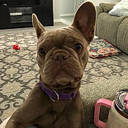 Angel Rose is registered to the contest to win money with this photo: dog, french_bulldog, pet, sitting, portrait, close_up, ears, wrinkled_face, brown_coat, purple_collar, living_room, carpet, patterned_rug, couch, blanket, toy, mug, indoor, home, funny