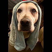 Piper Grace is registered to the contest to win money with this photo: dog, close_up, portrait, animal, pet, brown_eyes, cloth, blue_cloth, indoors, face, nostrils, whiskers, fur, muzzle, cute, canine, looking_up, soft_texture, warm_light, cozy