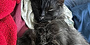 Kashi is registered to the contest to win money with this photo: animal, bed, black_cat, blanket, closeup, cozy, cute, domestic_cat, feline, fur, indoor, kitten, nap, pet, pillow, relaxed, resting, sleeping, soft, whiskers