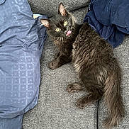 Kashi joined the competition — help win amazing prizes! black_cat, blanket, cat, couch, cozy, cute, domestic_animal, fluffy, fur, furniture, indoor, kitten, paw, pet, pillow, playful, relaxing, tail, tongue_out, yellow_eyes