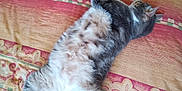 Maya a rejoint le concours — aidez-le/la à gagner de superbes lots ! animal, bedspread, brown, cat, clutter, comfort, fluffy, fur, furniture, home, indoor, orange, pattern, paws, pet, red, relaxed, sleeping, striped, tail
