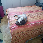 Maya participe au concours pour gagner de l'argent avec cette photo : animal, bed, blanket, cabinet, cat, cozy, curled_up, domestic, floor, furniture, indoor, natural_light, patterned, pet, relaxed, resting, room, sleeping, soft, window