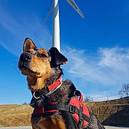 Lilou participe au concours pour gagner de l'argent avec cette photo : dog, red_harness, wind_turbine, blue_sky, outdoor, animal, canine, nature, energy, environment, sunlight, earth, portrait, fur, ears, collar, technology, power, landscape, clouds