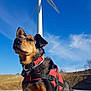 dog, red_harness, wind_turbine, blue_sky, outdoor, animal, canine, nature, energy, environment, sunlight, earth, portrait, fur, ears, collar, technology, power, landscape, clouds
