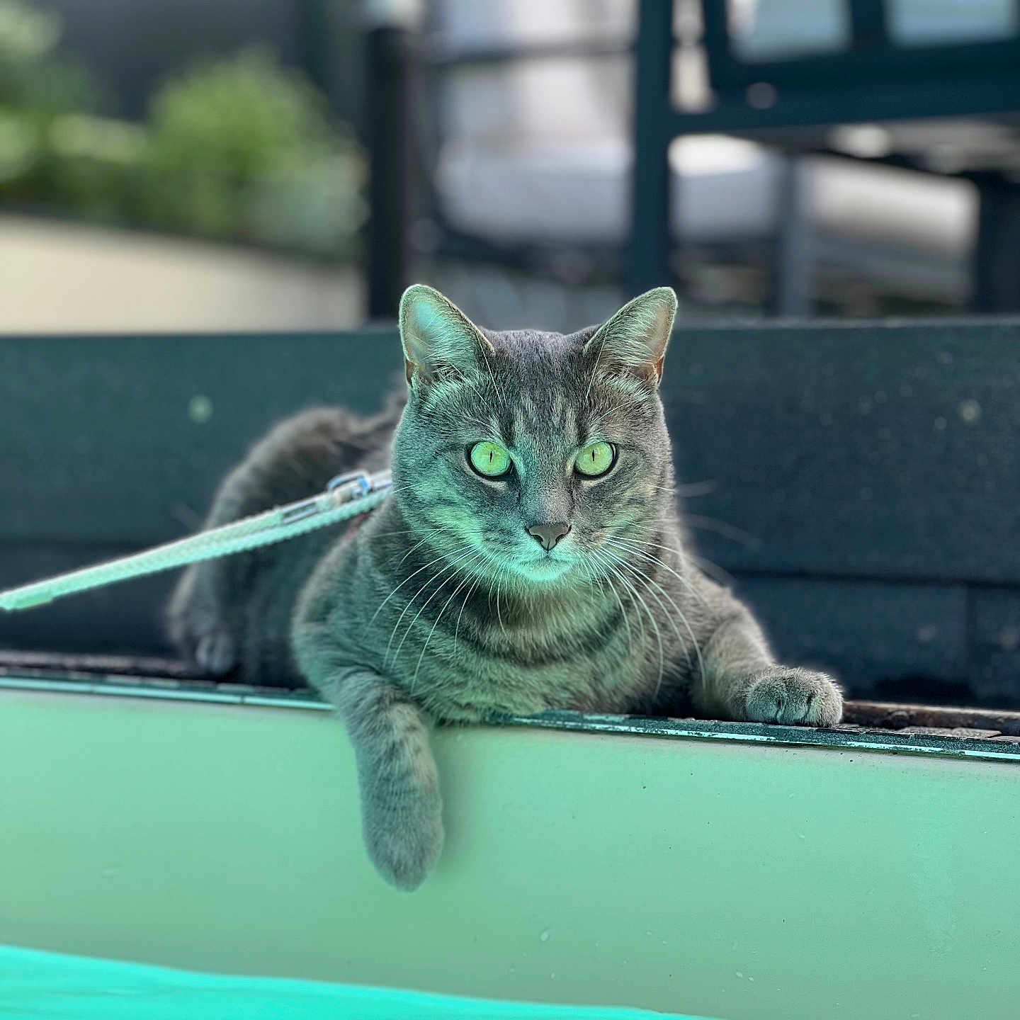 Fripouille participe au concours pour gagner de l'argent avec cette photo : animal, blurred_background, cat, curious, edge, feline, gray_cat, green_eyes, leash, outdoor, paw, pet, pool, relaxed, resting, summer, sunlight, tabby, water, whiskers